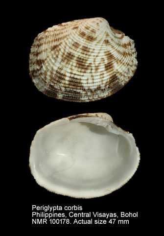 Periglypta corbis.jpg - Periglypta corbis (Lamarck,1818)